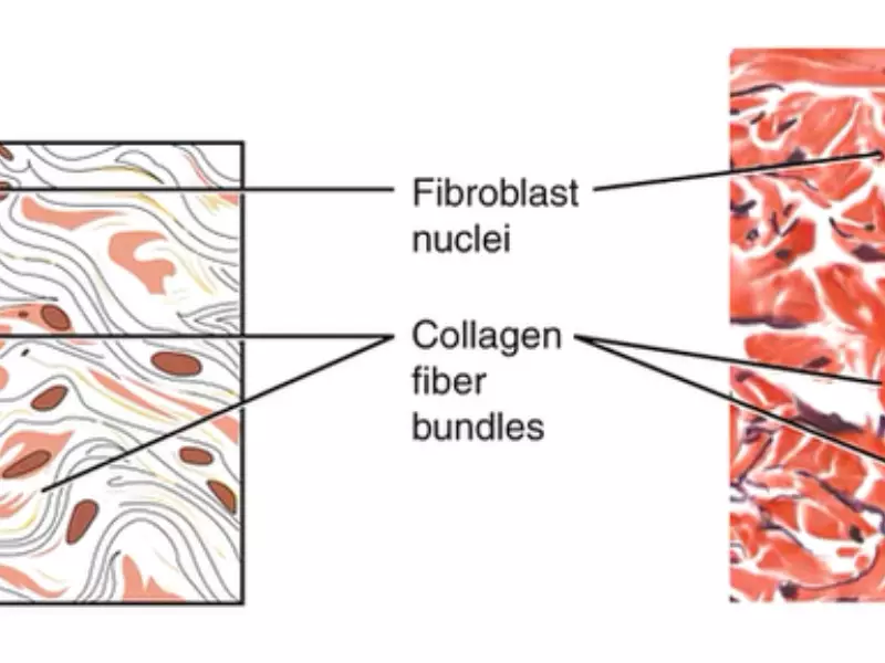 Difference Between Dense Regular And Dense Irregular Connective Tissue