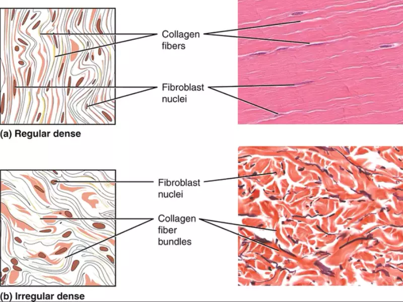 Difference Between Dense Regular And Dense Irregular Connective Tissue