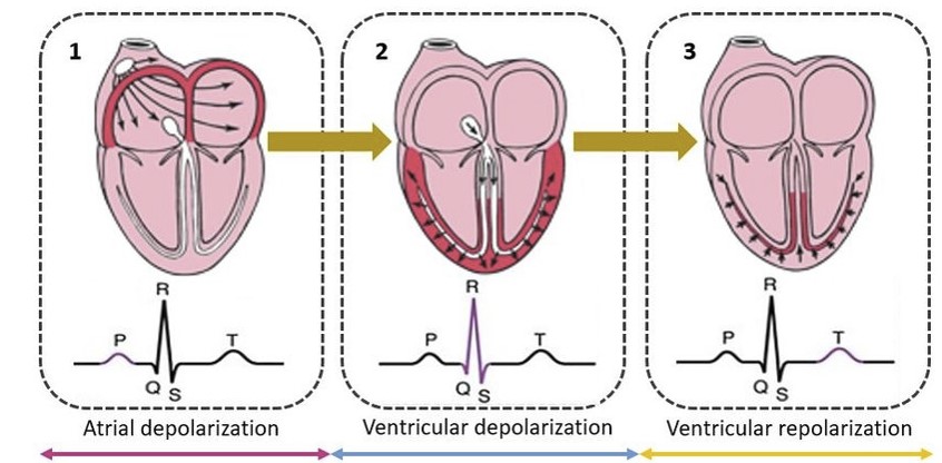 Difference Between Depolarization And Vs Repolarization