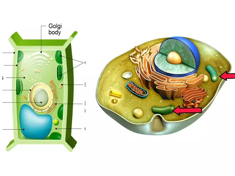 Difference Between Food Vacuole And Contractile Vacuole