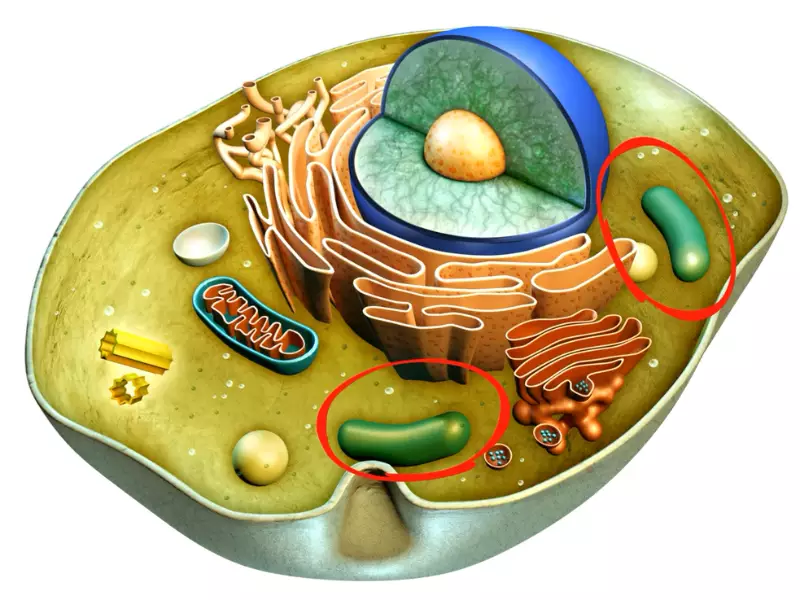 Difference Between Food Vacuole And Contractile Vacuole