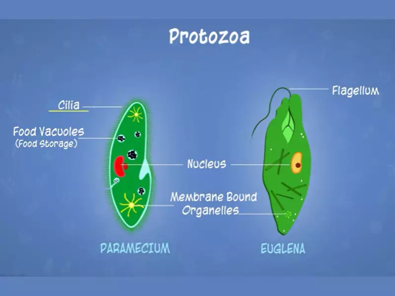 CUsersRCSDownloadsDifference Between Fungi And Protozoa