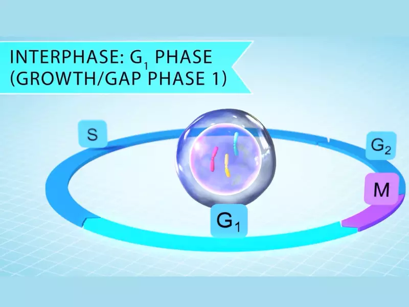 Difference Between G1 And G2 Phase Of Cell Cycle