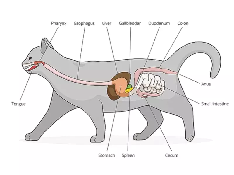 Difference Between Herbivores And Carnivores Digestive System