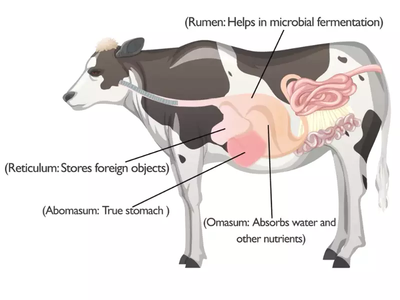 Difference Between Herbivores And Carnivores Digestive System
