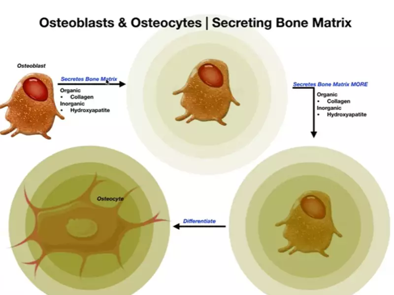 Difference Between Lacunae And Osteocytes