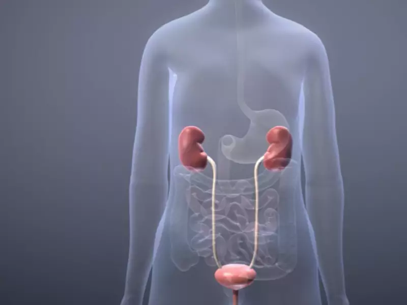 Difference Between Nephrostomy And Vs Urostomy - Relationship Between