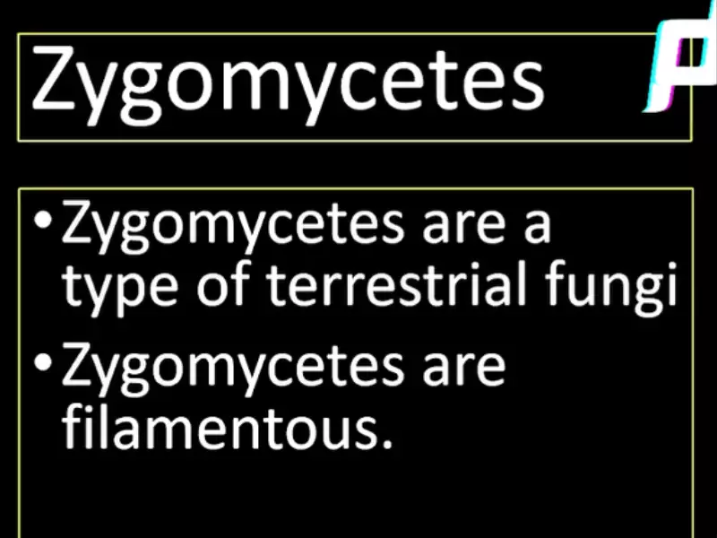 Difference Between Oomycetes And Zygomycetes