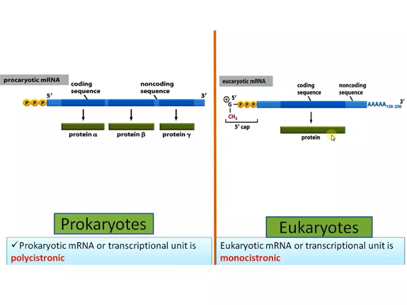 Difference Between Prokaryotic And Eukaryotic Rna Polymerase