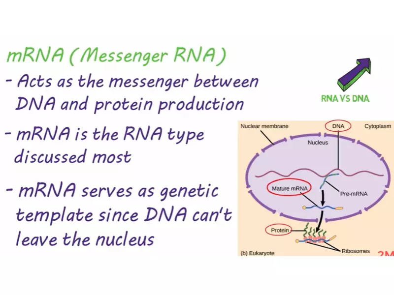 Difference Between Rrna And Mrna
