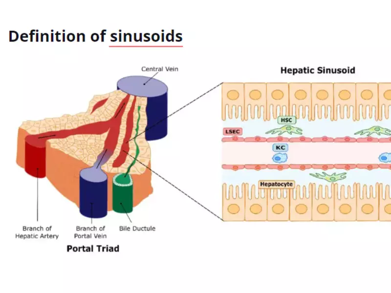 Difference Between Sinusoids And Capillaries