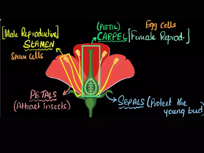 Difference Between Stamen And Pistil