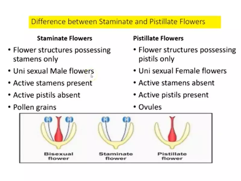 Difference Between Stamen And Pistil