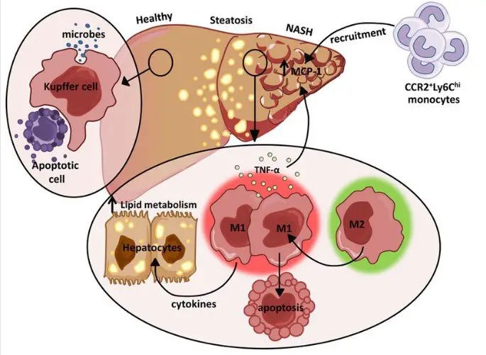 Difference Between Kupffer Cells And Vs Hepatocytes - Relationship Between