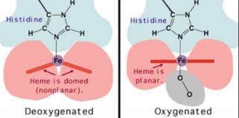 How oxygenated and deoxygenated hemoglobin bind to oxygen