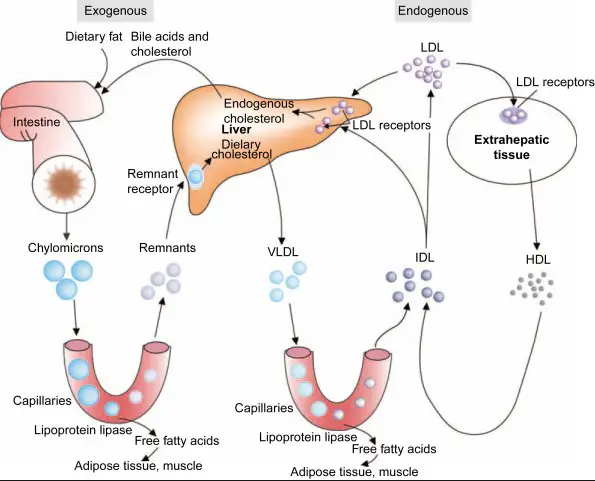 Difference Between Cholesterol And Vs Cholesteryl Ester - Relationship ...