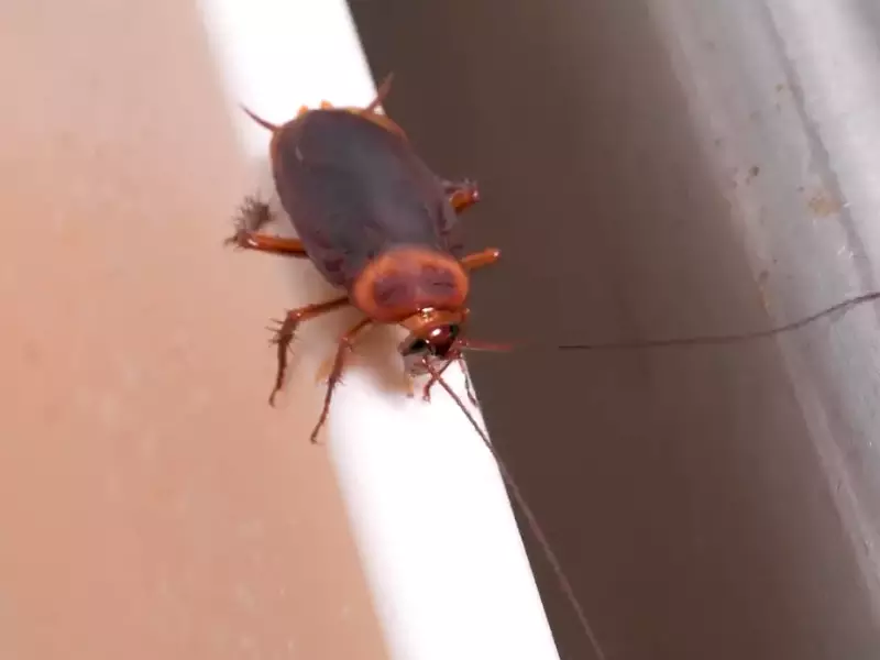Relation Between Cockroach And Shrimp