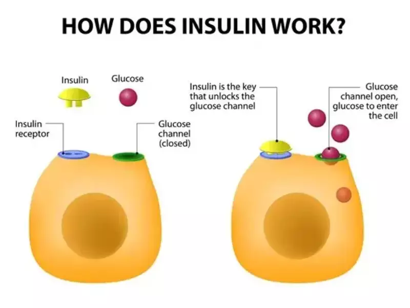 Relation Between Insulin And Potassium
